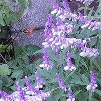 アメジストセージ,紫の花,ハーブのある暮らし,ねこと緑のある暮らし,優しい時間の画像