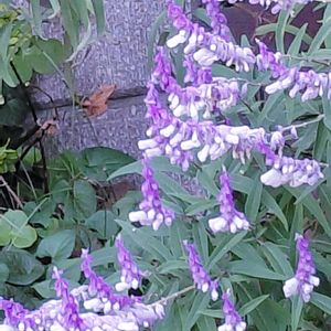 アメジストセージ,紫の花,ハーブのある暮らし,ねこと緑のある暮らし,優しい時間の画像