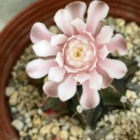 緋牡丹錦,サボテンの花の画像
