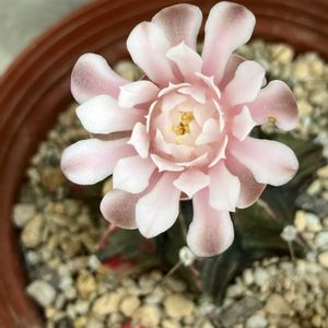 緋牡丹錦,サボテンの花の画像