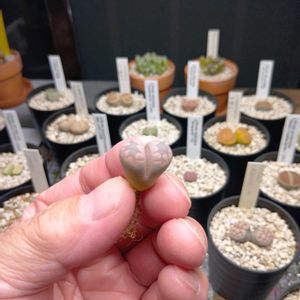 リトープス,多肉植物,タニラー,多肉男子,#多肉植物の画像