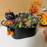 可愛い,ハロウィン,紅葉多肉,北海道タニラーの画像