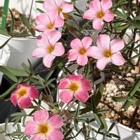 オキザリス,秋咲きオキザリス,Oxalis Neon,Oxalis Neon,Oxalis Neonの画像
