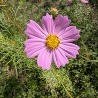 コスモス,ヒメイワダレソウ,秋桜(コスモス),畑の画像