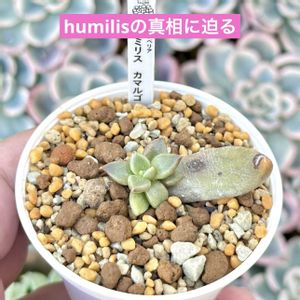 成長記録 シチュエンシス,エケベリア シチュエンシス,エケベリア フミリス カマルゴ,成長記録 フミリス カマルゴ,神奈川タニラーの画像