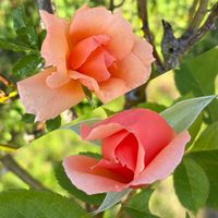 アプリコットキャンディ,ガーデニング,花のある暮らし,ナチュラルスタイル,薔薇のある暮らし♡の画像