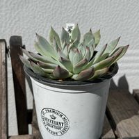 吉祥草（きちじょうそう）,紫紺の矢,紫紺の矢,多肉植物,エケベリア属の画像