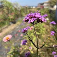 畑の画像