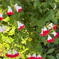 ガーデニング,花のある暮らし,ナチュラルスタイル,おうち園芸,庭の画像