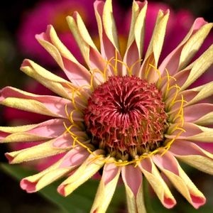 ジニア,花言葉,おひさまの画像