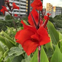 カンナ,ミニバラ,ヘリクリサム,小菊,秋明菊の画像