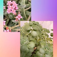 クーペリー,多肉植物,多肉女子,アロマティカス♡,GS映えの画像