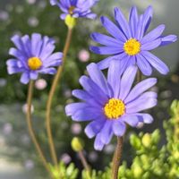 ブルーデージー,寄せ鉢,今日の１枚,花のあるくらし,ふふの家の画像