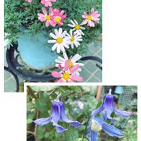 クレマチス,マーガレット,クレマチス ヘンダーソニー,花のある暮らし,マーガレット・ストロベリーホイップの画像