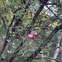 アケビ,アケビ,アケビ,ネギ　さつき姫,家庭菜園の画像
