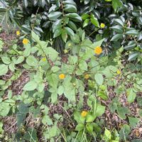 センダングサ,センダングサ,こぼれ種,痛い種,畑の画像