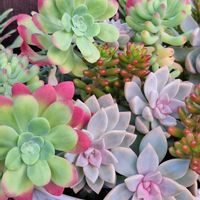 朧月,乙女心,虹の玉,桜牡丹,桜牡丹の画像