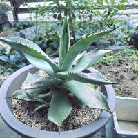 アガベ ドラゴントゥース,アガベ属,植物のある暮らし,おうち園芸,玄関アプローチの画像