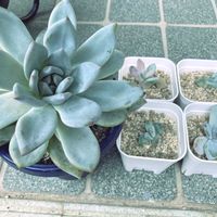 多肉植物,花のある暮らし,植物のある暮らし,多肉女子,おうち園芸の画像