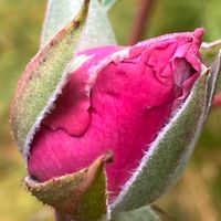 バラ,バラ,バラ,赤い花,四季咲きの画像