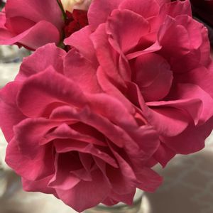 バラ,バラ,薔薇♪,花のある暮らし,ばら バラ 薔薇の画像