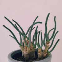 ウンベラータ,モニラリア モニリフォミス,ラフィドフォラ・クリプタンサ,観葉植物,インドアグリーンの画像