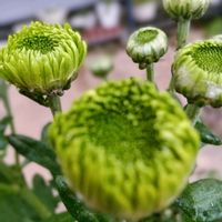 シバザクラ,シバザクラ（芝桜）,セイナダル,花のある暮らし♡,おうち園芸の画像