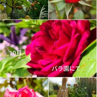 バラ,ローズヒップ,カボチャ,バラ、薔薇、ばら,バラ ザ・スクワイヤの画像