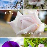 アサガオ,バラ,ヤドリギ,バラ 志野,バラ、薔薇、ばらの画像