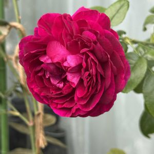 バラ,アレゴリー,アレゴリー,和バラ,和バラの画像