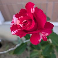 薔薇,レッドインテューション,バラ モーリス・ユトリロ,モーリス ユトリロ,バラ色の人生の画像