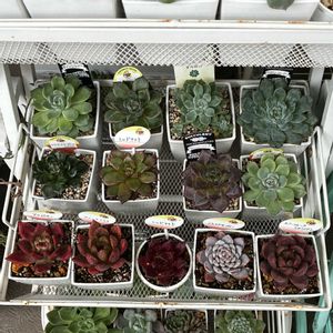 レッドナイト,多肉植物,多肉中毒,ベランダ多肉,yu-yu-.レッドナイトの画像