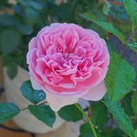バラ,ピクシー,バラ 鉢植え,秋バラ,サシェの画像