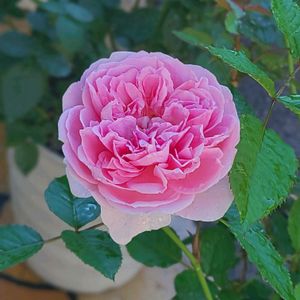 バラ,ピクシー,バラ 鉢植え,秋バラ,サシェの画像