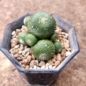 松露玉,松露玉,珍奇植物,グランカクタス,植中毒の画像
