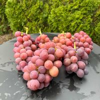 ポポー,ポポー,紅伊豆,紅伊豆,巨峰と紅伊豆の画像