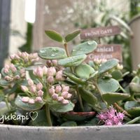 ミセバヤ,ビオラ,多肉植物,ブルーの花,花のある暮らしの画像