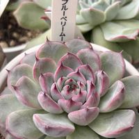 エケベリア,多肉植物,葉挿し,エケベリア属,多肉植物 エケベリアの画像