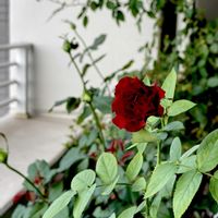 薔薇　黒真珠,GSに感謝。,ばら バラ 薔薇,マンション暮らし,金曜ローズショーの画像