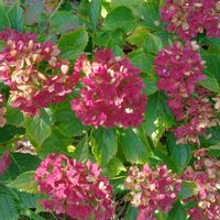 コキア,紫陽花,エノコログサ,コムラサキ（小紫）,我が家の庭の画像
