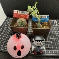 サボテン,七宝樹,ミニ多肉植物,ダイソー,セネシオ属の画像