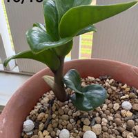 ザミオカルカス ザミフォーリア,ザミオカルカス ザミフォーリア ドワーフ,Dyckia Tarzan hybrid,長崎,みどりのある暮らしの画像