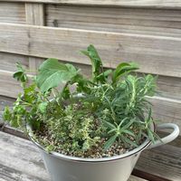 イタリアンパセリ,タイム,ローズマリー,ロケットサラダ・ルッコラ,寄せ植えの画像