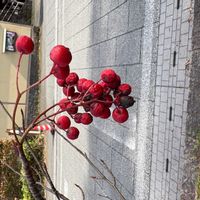 ジューンベリーの画像