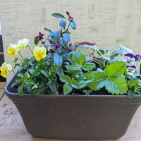 ワイルドストロベリー,ワイルドストロベリー,ビオラ,ビオラ,千日小坊の画像