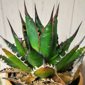 アガベ,アガベ,アガベ チタノタ,アガベ ホリダ,多肉植物の画像