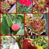 ナデシコ,ヤマボウシ,ピーマン,多肉植物,かわいいな♡の画像