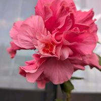 チコリ,ローゼル,八重咲きハイビスカス,セダム ベンケイソウ,季節のお花の画像