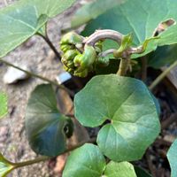 ツワブキ,白菜,金曜日の蕾たちの画像