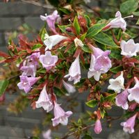 アベリア,アベリア,ピンク色,花に癒されて,買い物帰りにの画像